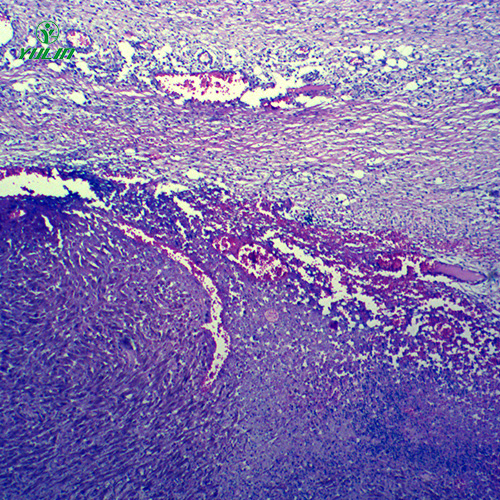 湖北动物病理学肿瘤类切片