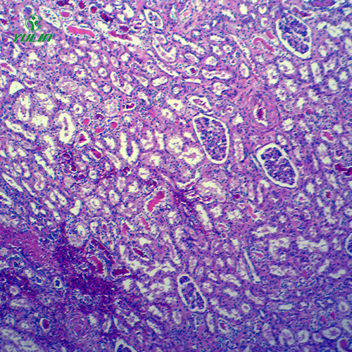 湖北动物病理学局部血液循环切片