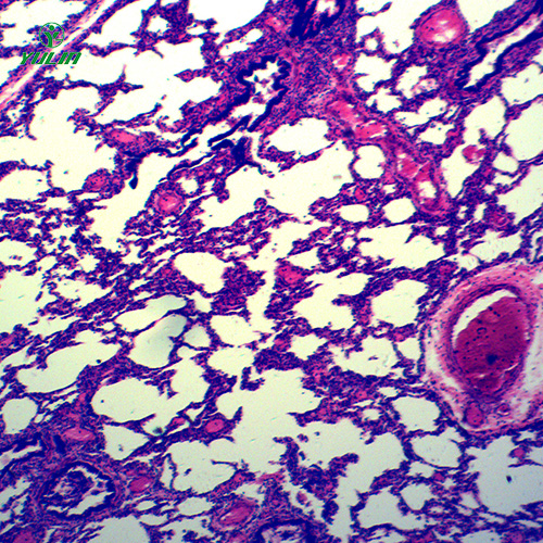 湖北循环系统浸制标本
