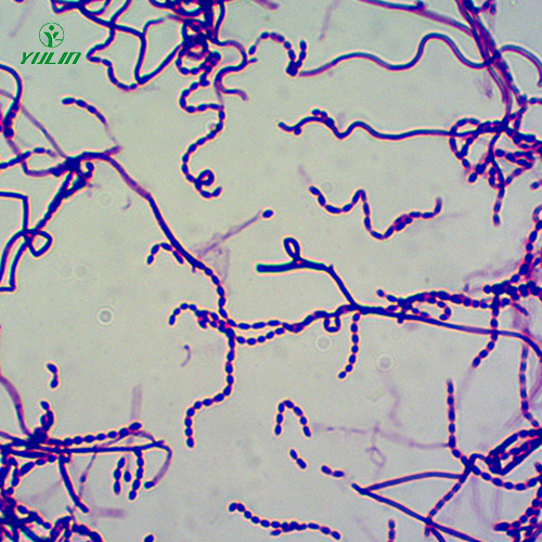 湖北放线菌生物玻片