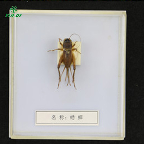 湖北益虫标本20种