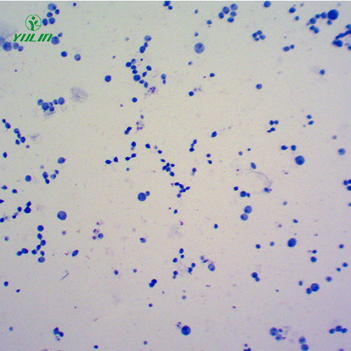 湖北医学原虫鞭毛虫生物实验切片