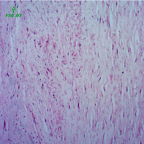 湖北人体心血管及呼吸系统疾病玻璃玻片