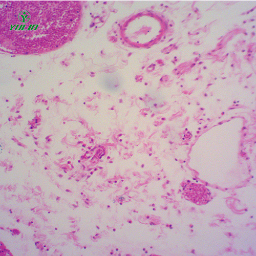湖北组织学结缔组织实验玻片