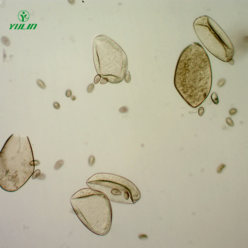 湖北植物线虫学玻片