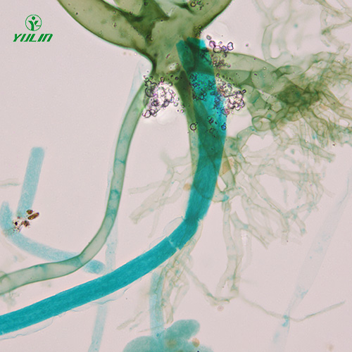 湖北真菌、接合菌植物病理玻片