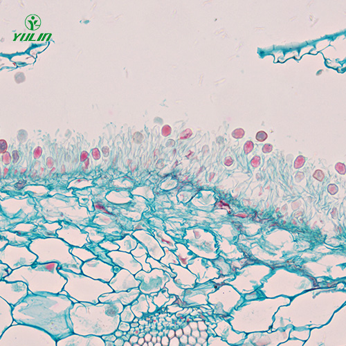 湖北担子菌、半知菌植物病理玻片