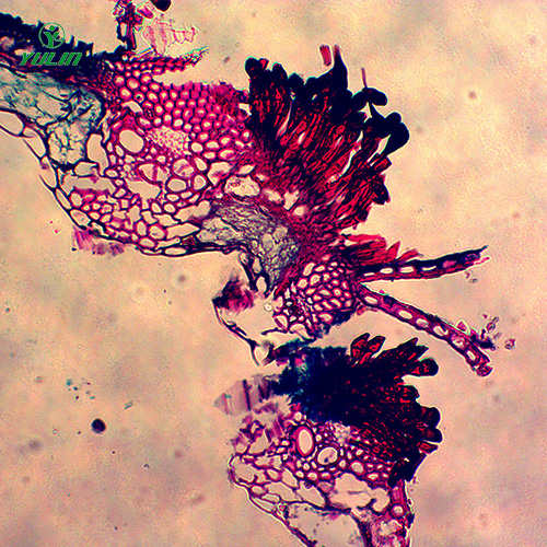 湖北水稻、麦类植物病害玻片