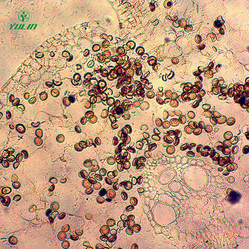 湖北杂粮薯类植物病害生物玻片